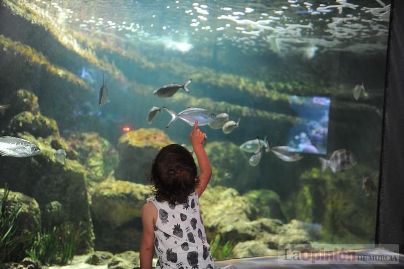 El acuario de la UMU albergará las especies emblemáticas del Mar Menor