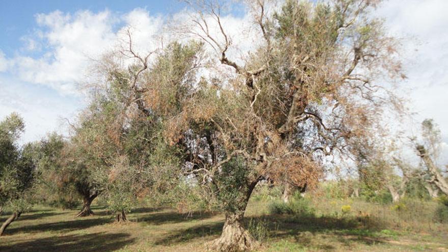 Imagen de un olivo afectado por la Xylella fastidiosa en Italia.