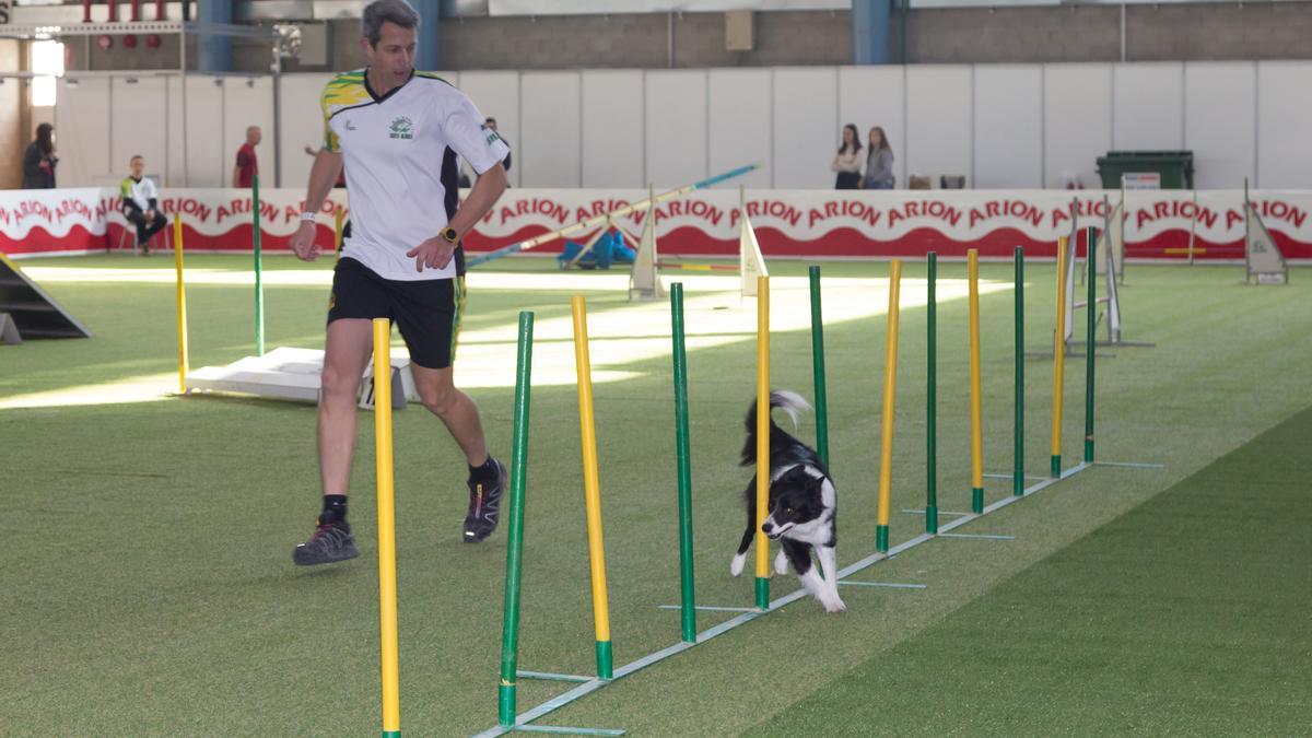 Estas exposiciones estarán acompañadas de un campeonato de Agility.