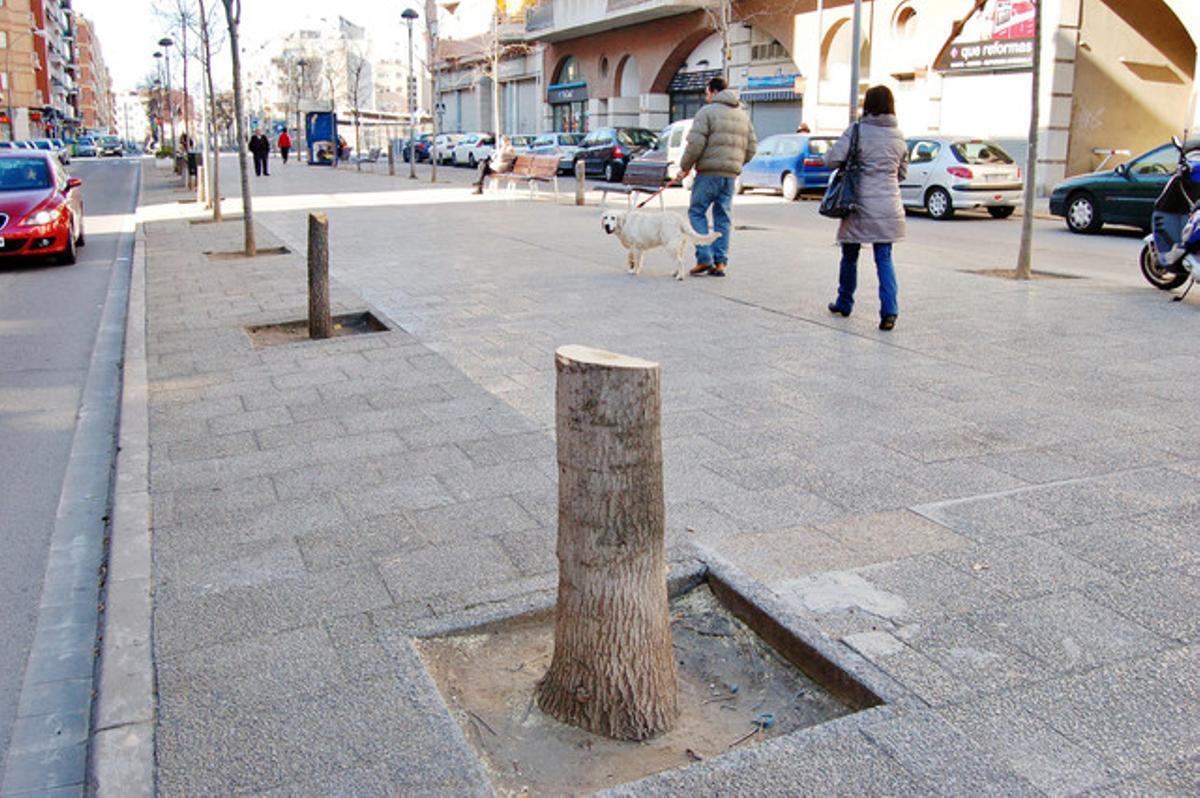 Tala d’arbres sense avís previ. Els veïns i comerciants de la rambla de Francesc Macià, de Terrassa, estan molestos per la tala indiscriminada, per part de l’ajuntament, d’uns 180 arbres. Aquests exemplars, segons sembla, seran substituïts per altres de més joves. El problema és que l’autoritat municipal no va notificar ni va consultar aquesta decisió, que suposa un canvi mediambiental de la zona i una falta d’ombres per a l’estiu en una via de nombroses terrasses.
