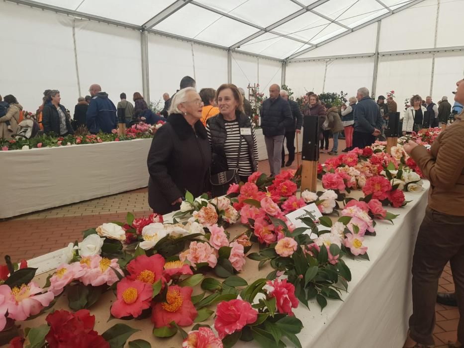 Éxito de la muestra de camelias en Luarca