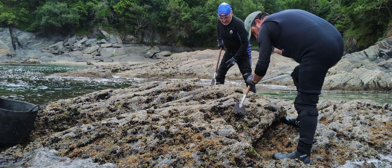 Bateeiros arousanos en busca de cría.