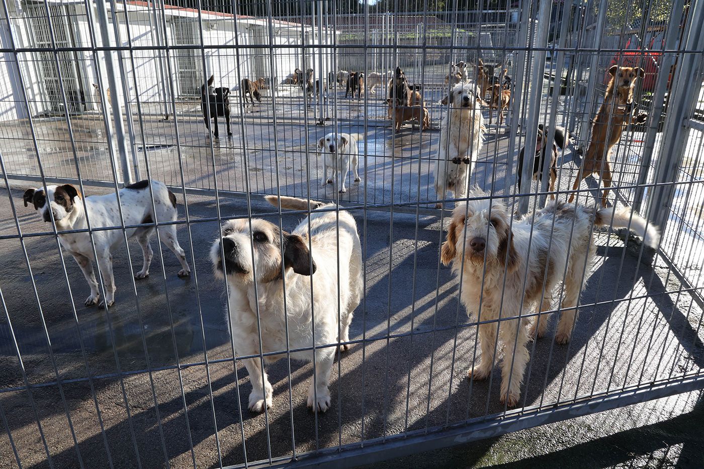 Algunos de los perros que se encuentran en la actualidad en las instalaciones de la protectora viguesa.  Alba Villar (6).jpg