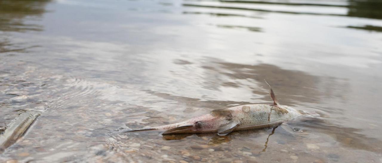 Uno de los peces muertos en la orilla de la playa de Los Pelambres.