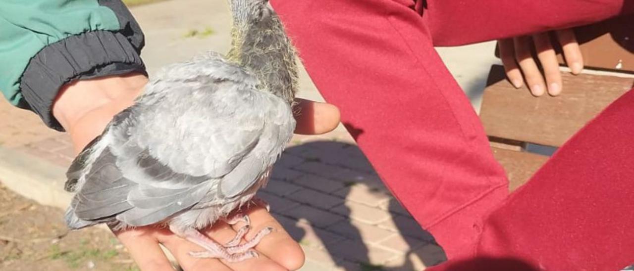 Un polluelo, ayer, en el Port de Sagunt. | LEVANTE-EMV