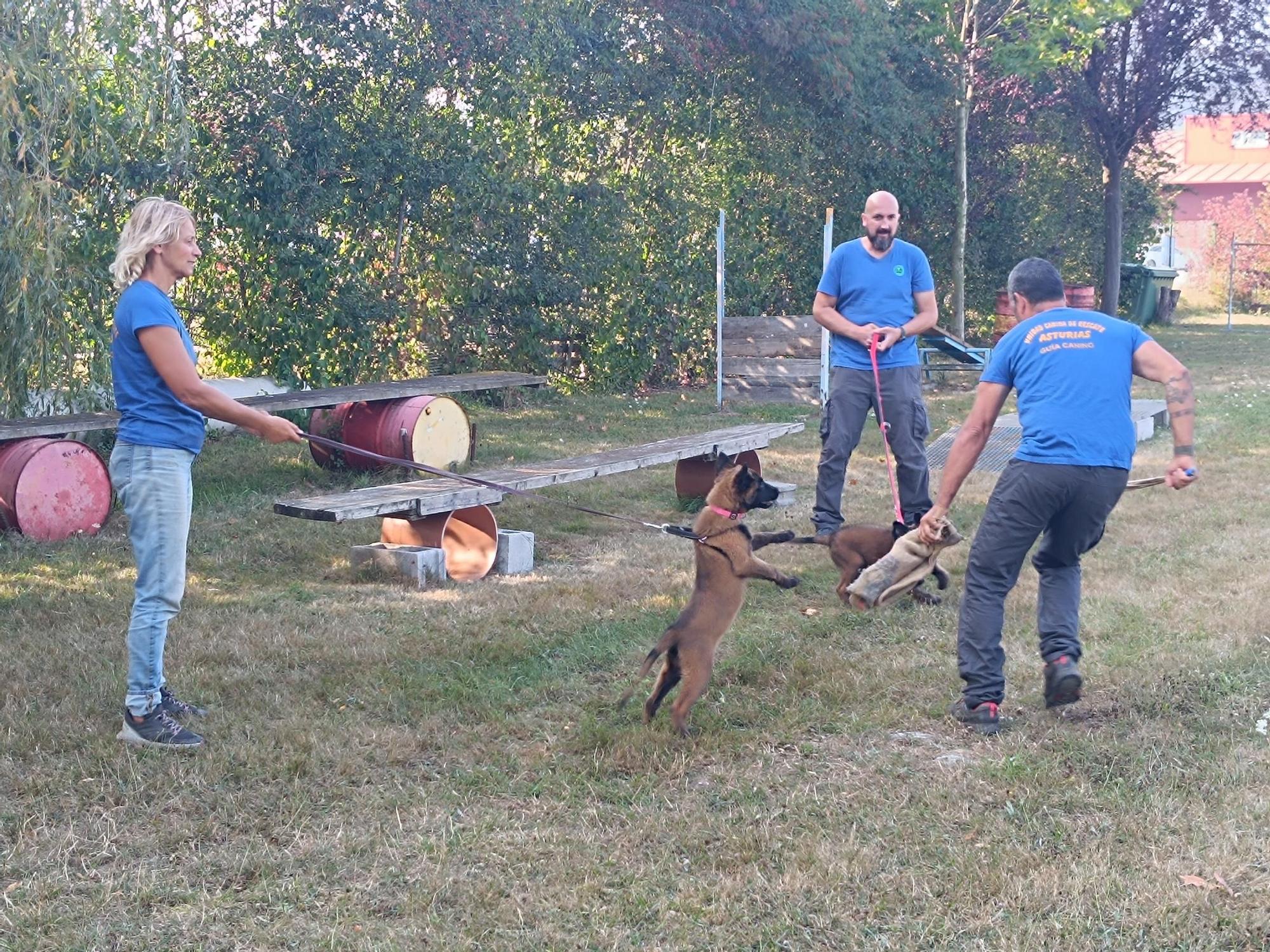 Así entrenan los nuevos integrantes de la Unidad Canina de Rescate del Principado