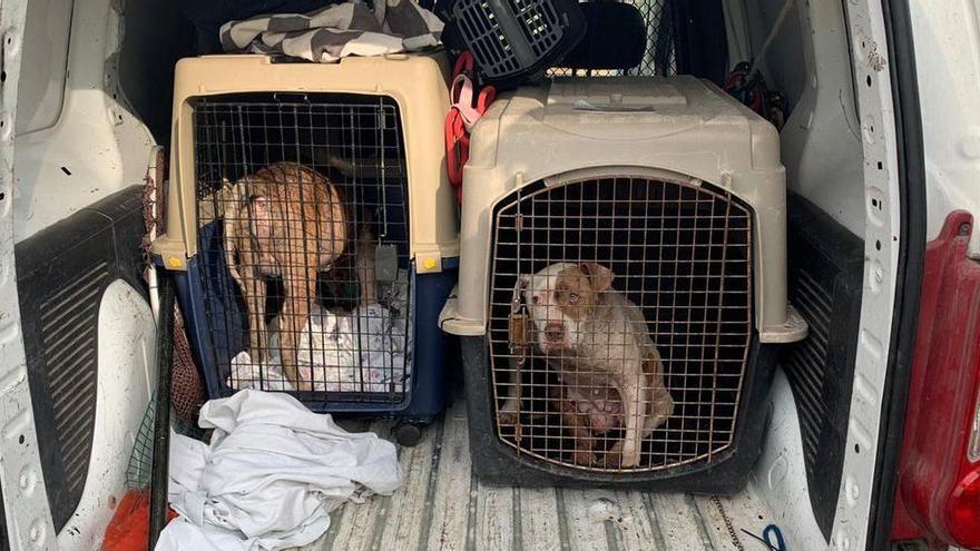 La Policía Local encontró dos perros sin documentación, uno enfermo.