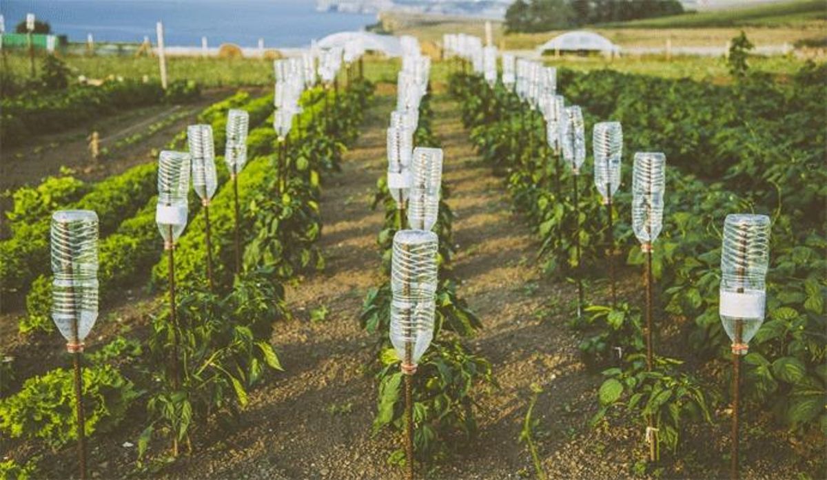 Cómo regar las plantas en verano si te vas de vacaciones