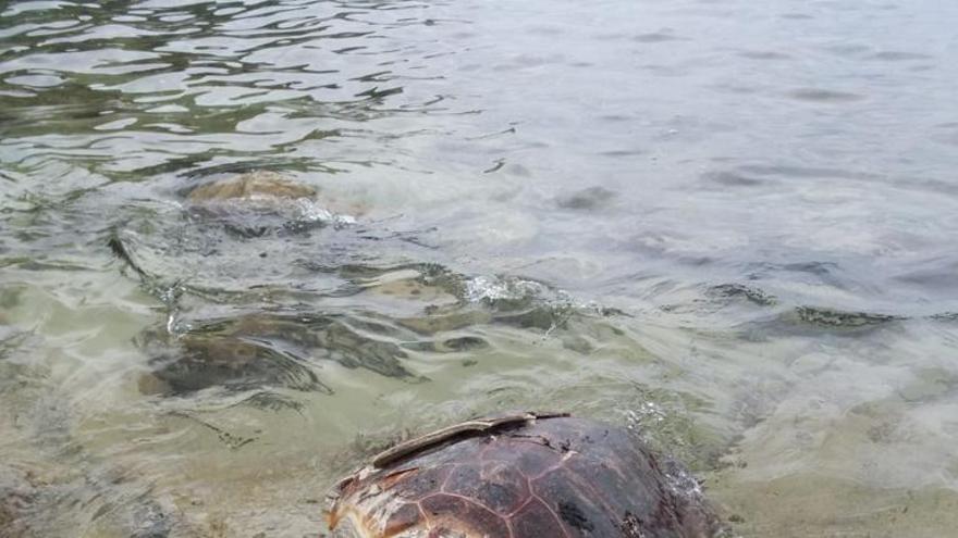 Localizan una tortuga muerta en la cala Sardinera de Xàbia