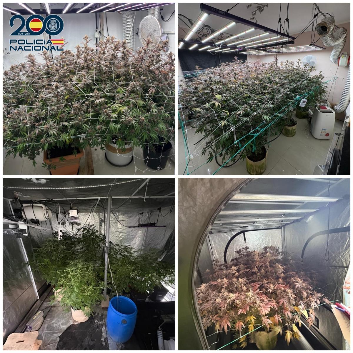 La Policía Nacional descubre un cultivo indoor de marihuana en una vivienda de okupas