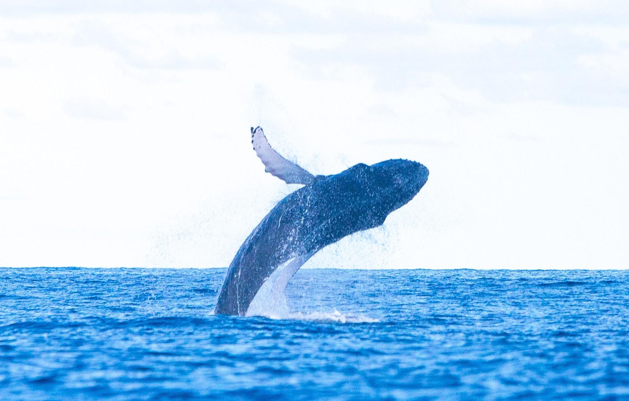 Ballena jorobada entre La Graciosa y Alegranza