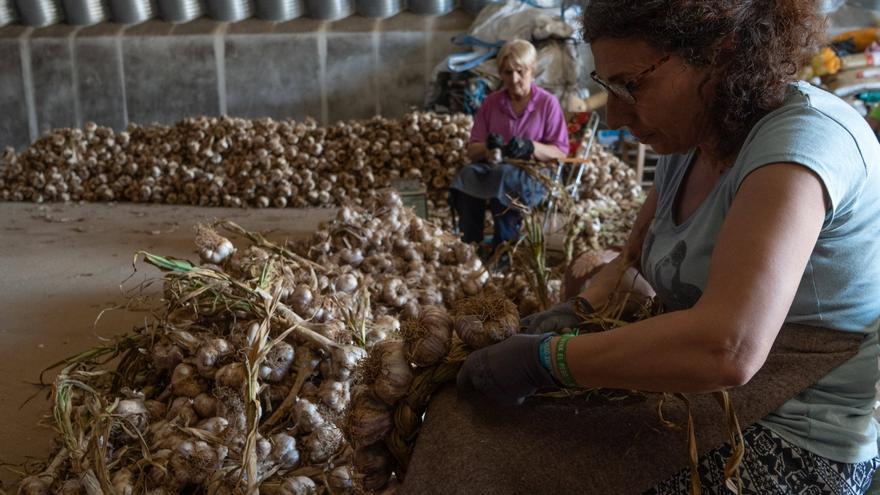 La última generación de trenzadoras de ajos en La Guareña