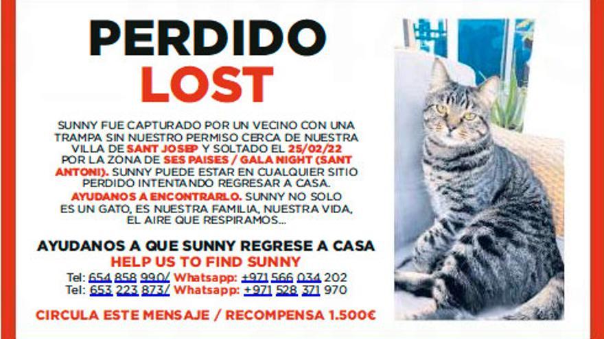 Gato perdido en Ibiza que un vecino se llevó por error: "Lo único que  queremos es encontrar a Sunny" - Diario de Ibiza