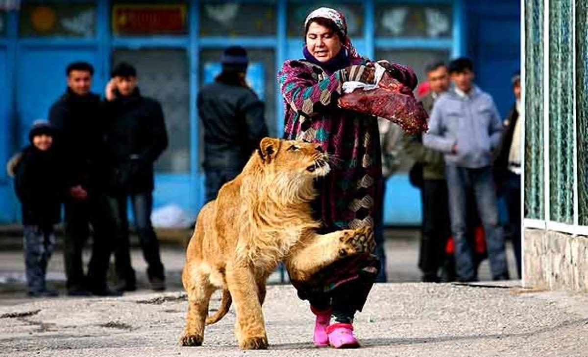 Zukhro, una empleada del zoològic de Duixanbe (Tadjikistan), camina amb Vadik, un lleó mascle de 18 mesos d’edat.