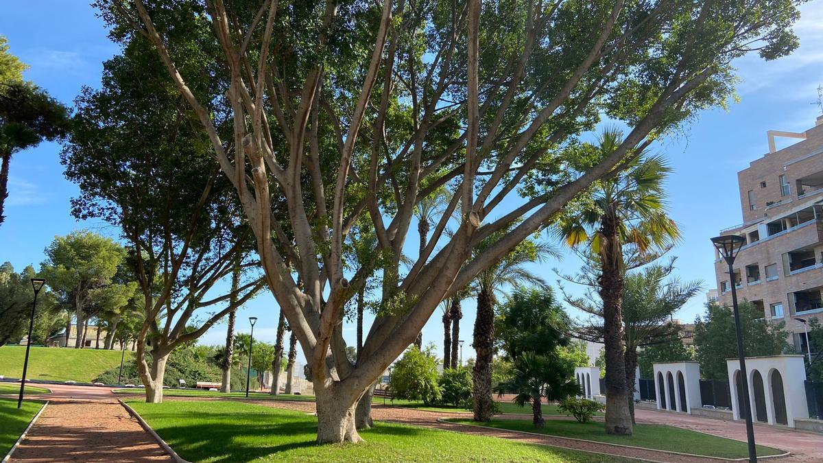 Una imagen del estado en que se encuentra el Parc Nou de Crevillent que se abre esta semana