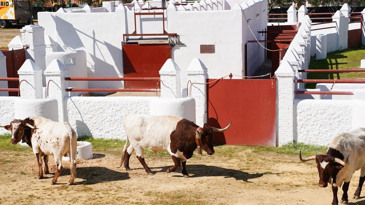 VÍDEO | La Real Venta de Antequera abre sus puertas tras 38 años sin toros