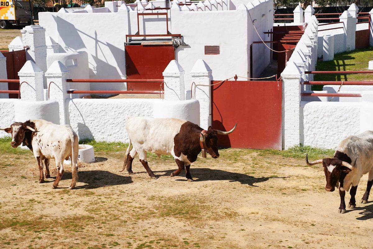 La Venta de Antequera vuelve a latir con toros 38 años después: Garzón anuncia las siete ganaderías.