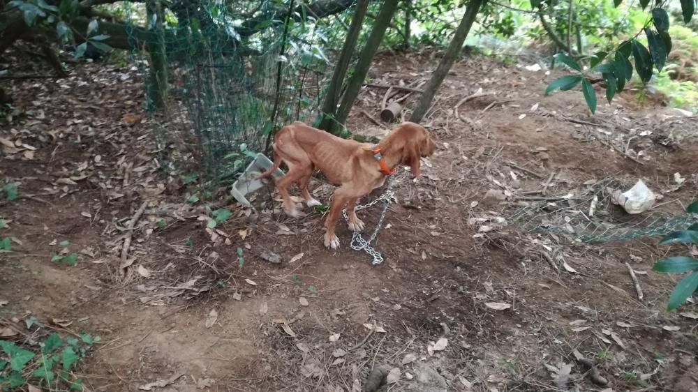 Los animales se encontraban en unas perreras en condiciones de extrema delgadez, sin que se les proprocionara agua, alimentos y los cuidados necesarios.