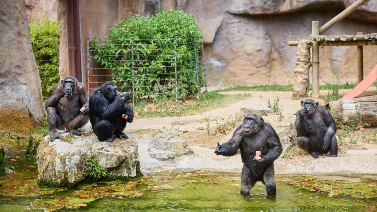 Chimpancés del Zoo de Barcelona se refrescan con helados de zumo de fruta
