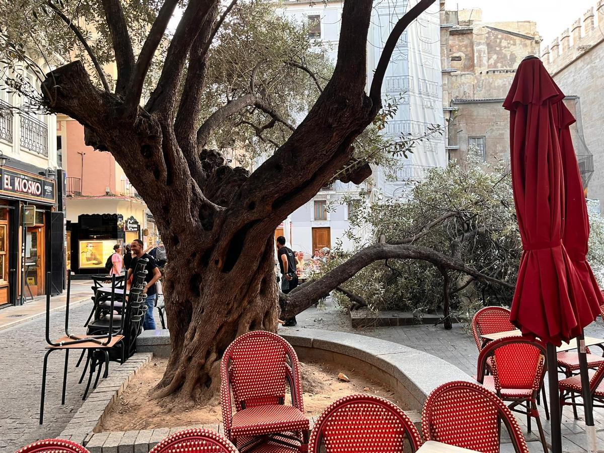 Vecinos y hosteleros de la plaza del Doctor Collado alertan del estado del primer olivo de València