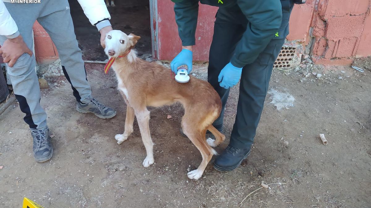 Uno de los perros rescatados por la Guardia Civil.
