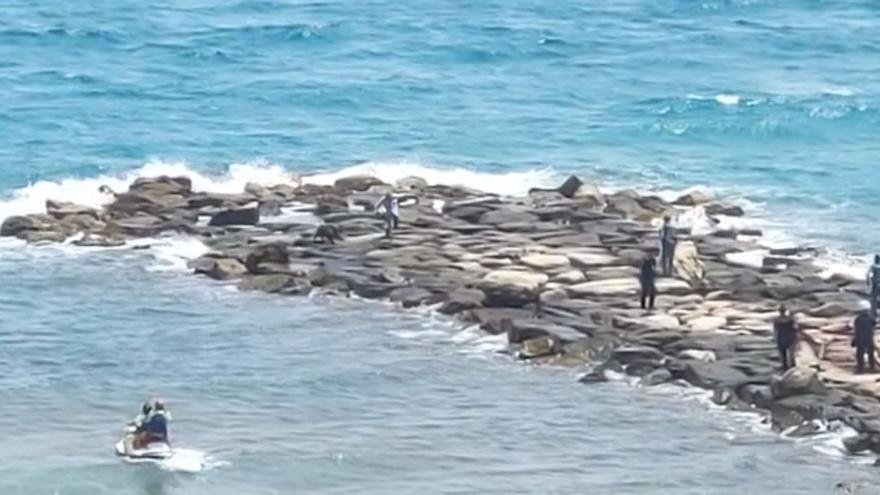 Así embistió un jabalí a un hombre en la playa de El Campello