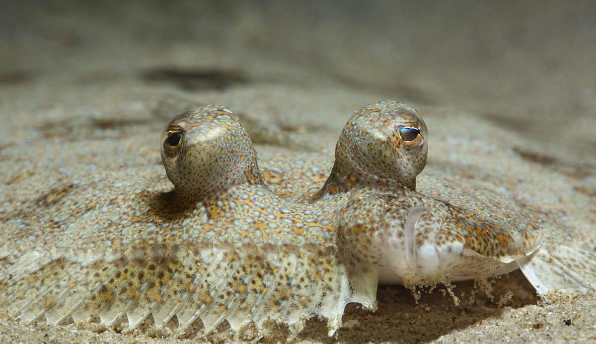 El pez de los ojos protuberantes.