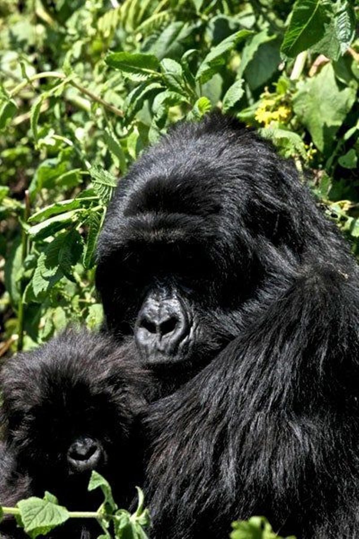 Gorila de montaña con su cria en el Parque Nacional de los Volcanes de Ruanda.