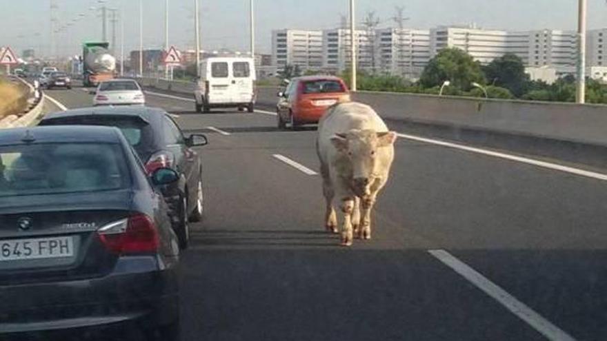 Una vaca salta a la V-30 del camión que iba al matadero