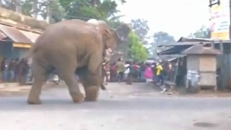 Un elefante se cuela en una localidad india causando importantes destrozos