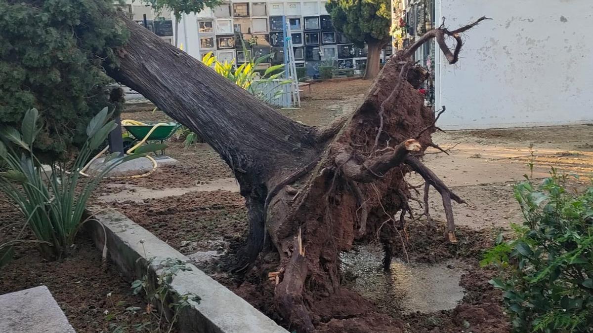 Muchos árboles sufrieron daños tras las fuertes rachas de viento y las lluvias torrenciales.