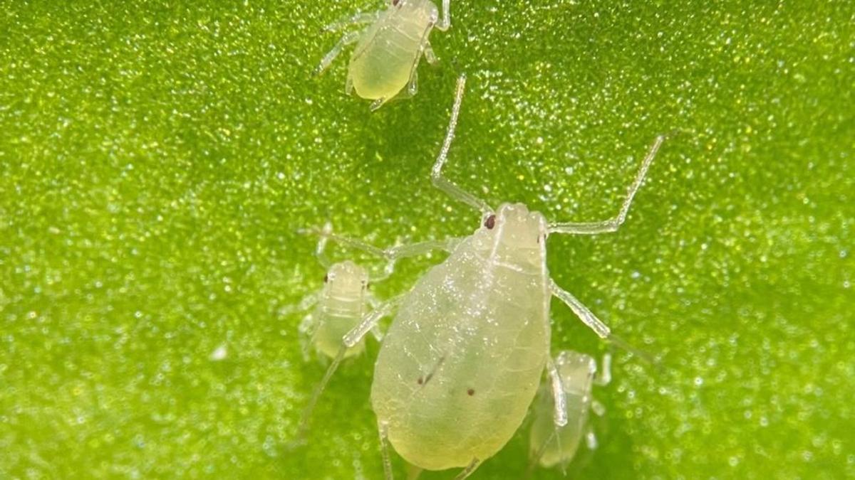 Muchas especies de pulgón han desarrollado resistencias a los insecticidas habituales.