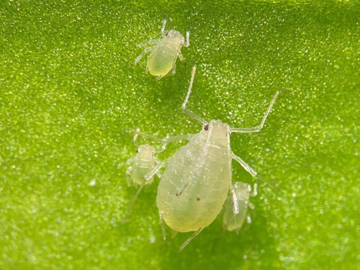 Muchas especies de pulgón han desarrollado resistencias a los insecticidas habituales.