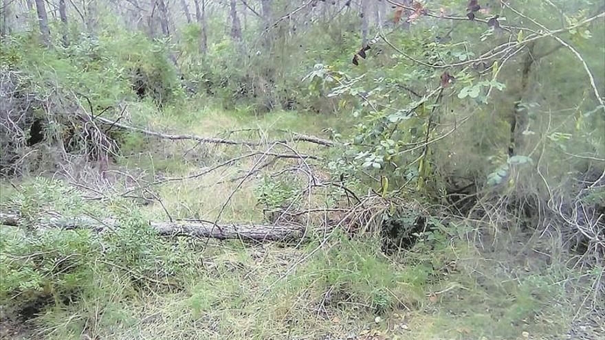 La baja rentabilidad de los montes acentúa el riesgo de incendios