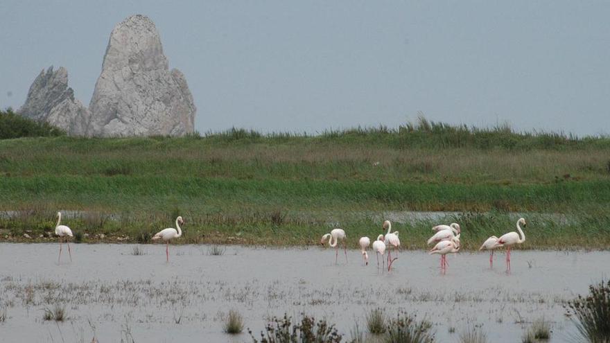 Apareixen una dotzena de flamencs a la zona de la Platera de l&#039;Estartit