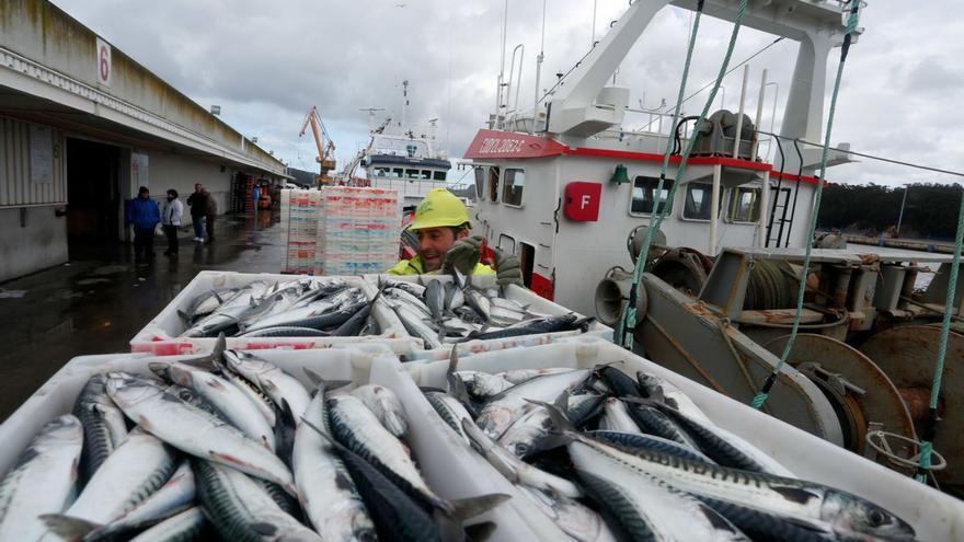 La costera de xarda solo deja a los pescadores, de momento, la buena noticia de su alto precio