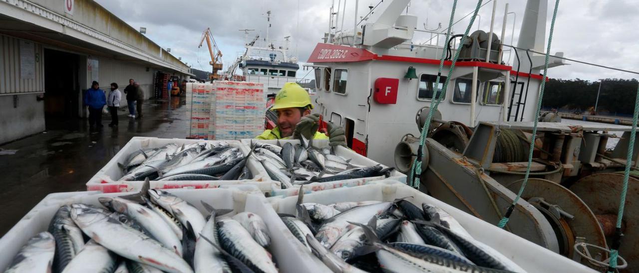 Una pasada descarga de xarda en el puerto pesquero de Avilés. | Mara Villamuza