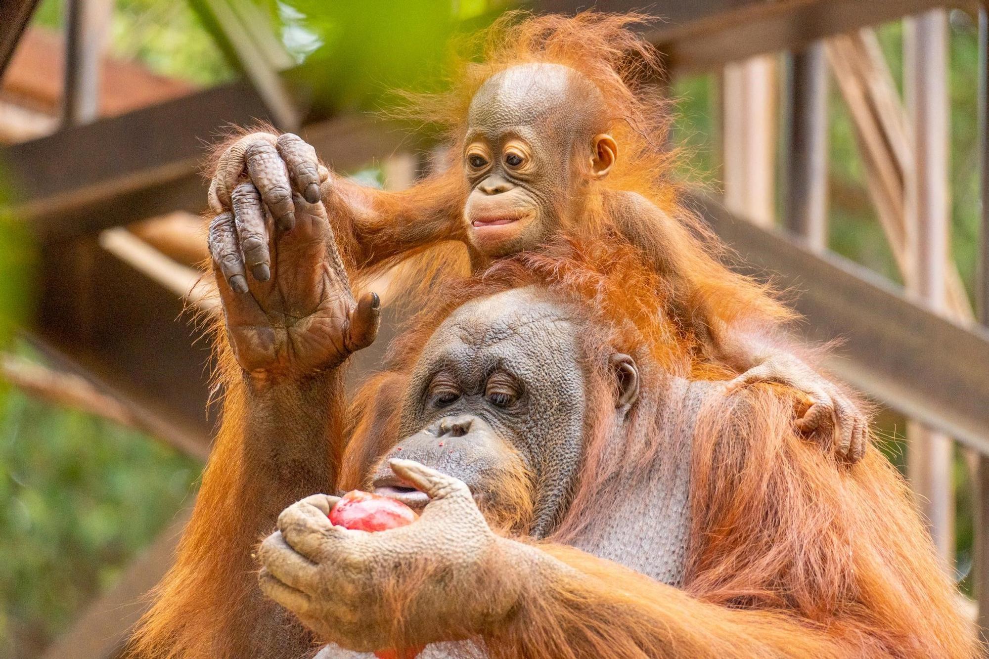 Familia de orangutanes de Asia en Bioparc Fuengirola.