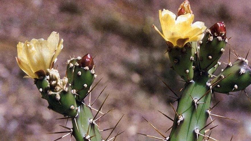 L&#039;«Opuntia Aurantiaca».