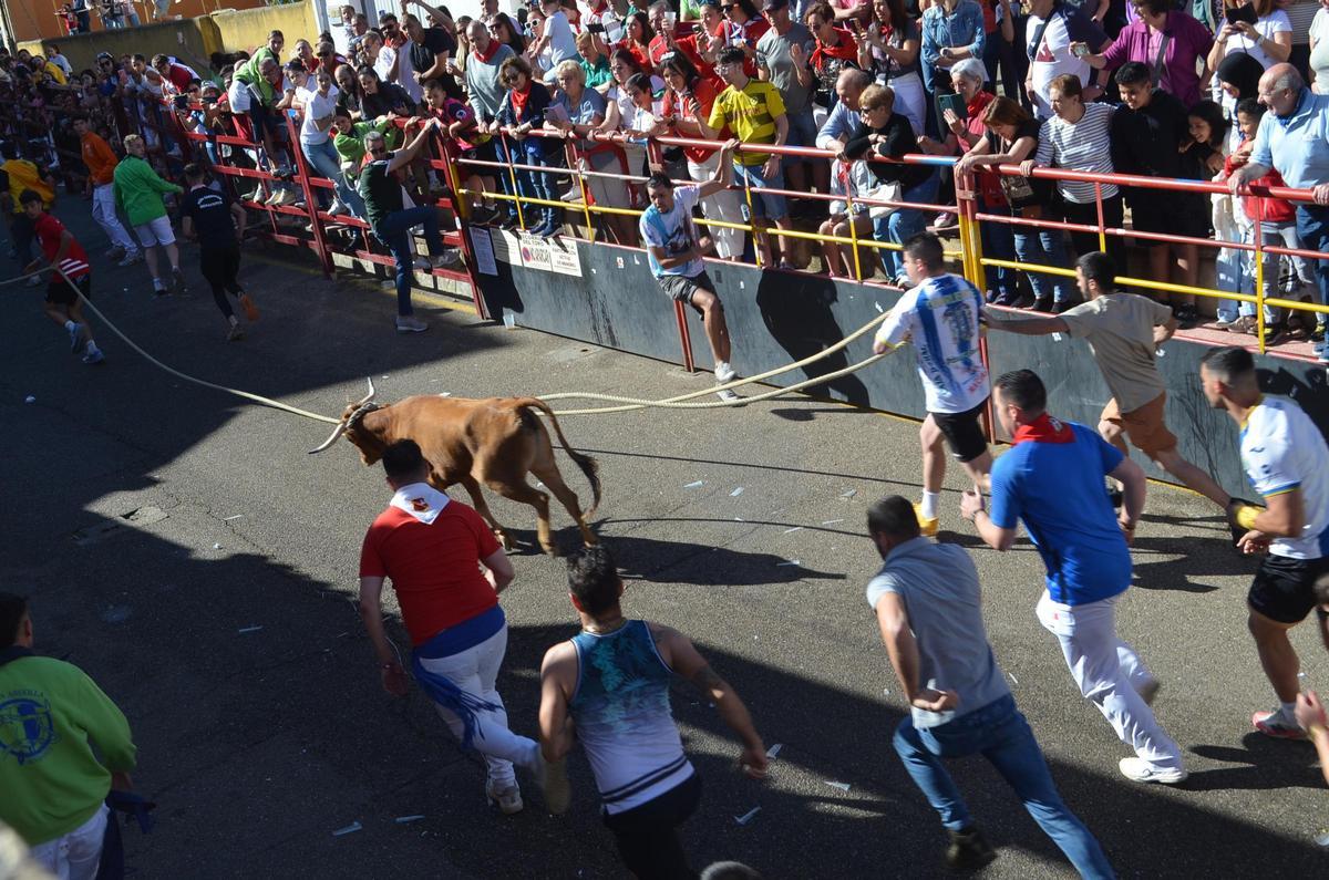 La carrera del Torito del Alba "Ganadora", de Benavente, en imágenes