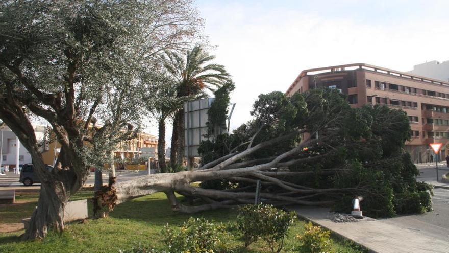 El viento derriba un árbol de la zona deportiva de Onda