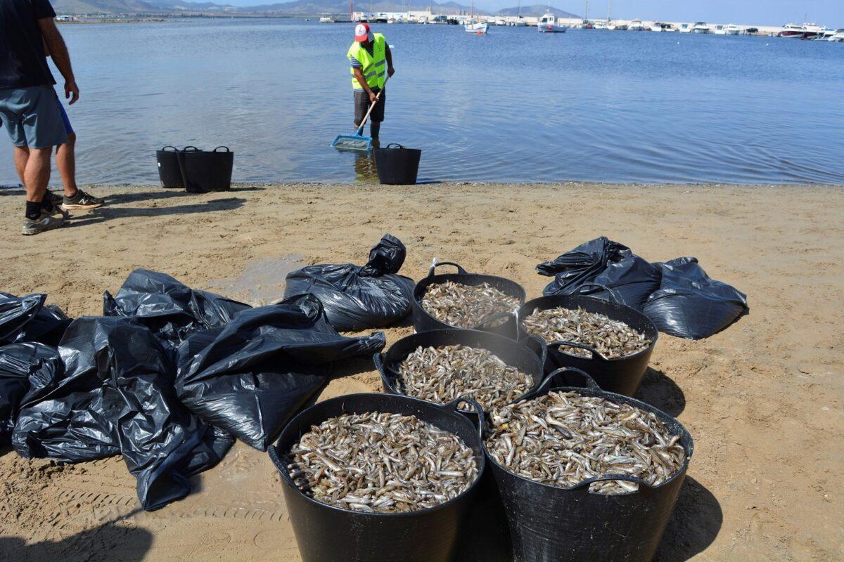 El Instituto de Oceanografía concluye que los fertilizantes agrícolas matan el Mar Menor