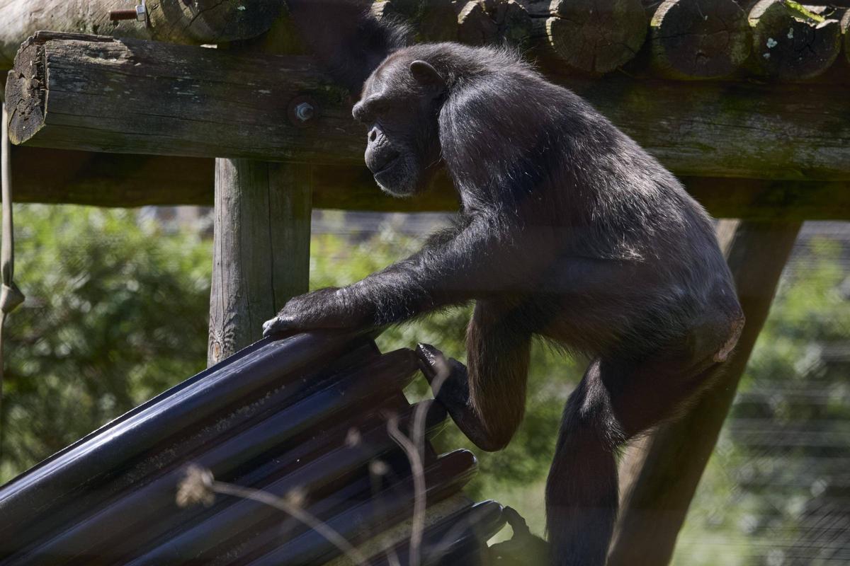 La Fundació Mona, ubicada a Riudellots de la Selva