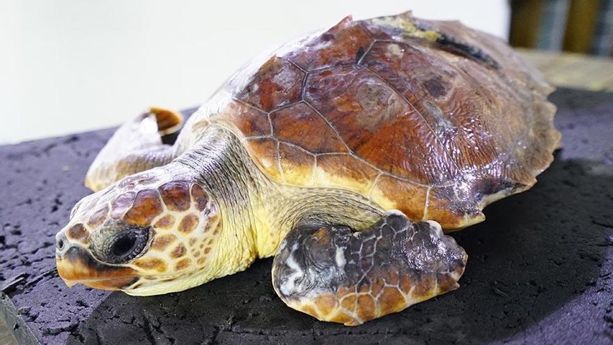 La tortuga rescatada en San Javier