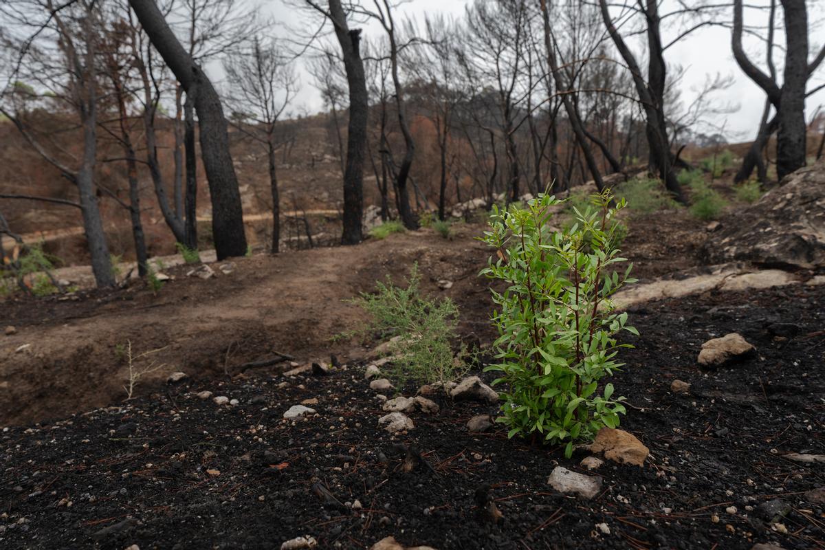La regenació ha començat a diversos punts de la zona cremada a l'incendi de l'Anoia