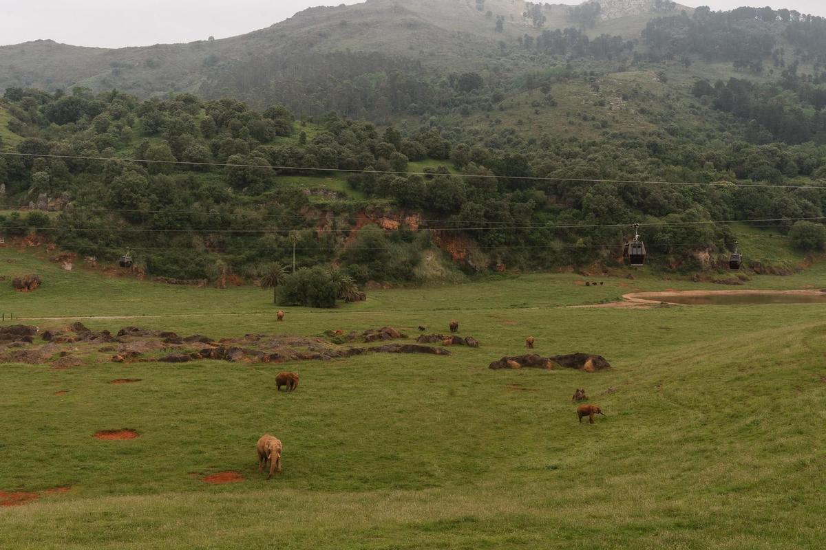 Perspectiva de la instalación de los elefantes africanos en Cabárceno, con la piscina natural al fondo.