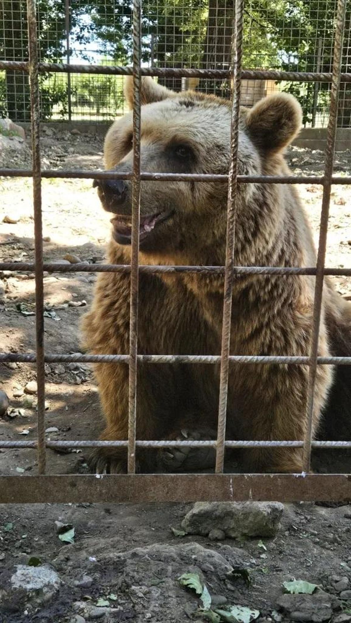 Uno de los osos que será trasladado