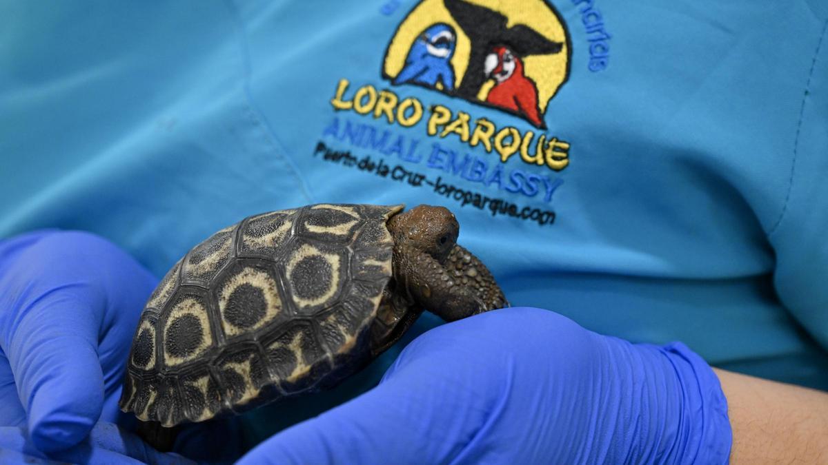 Una de las crías en los brazos de uno de los veterinarios de Loro Parque