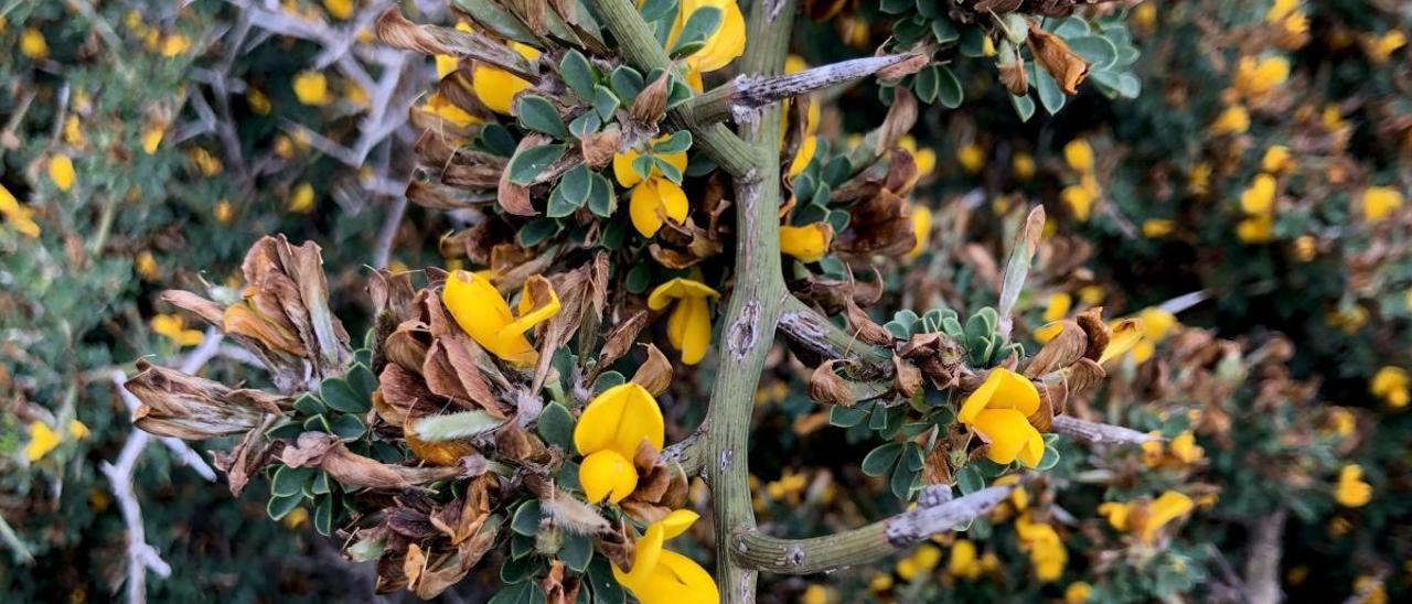 Descubren en Villena una planta no catalogada en la Comunidad Valenciana