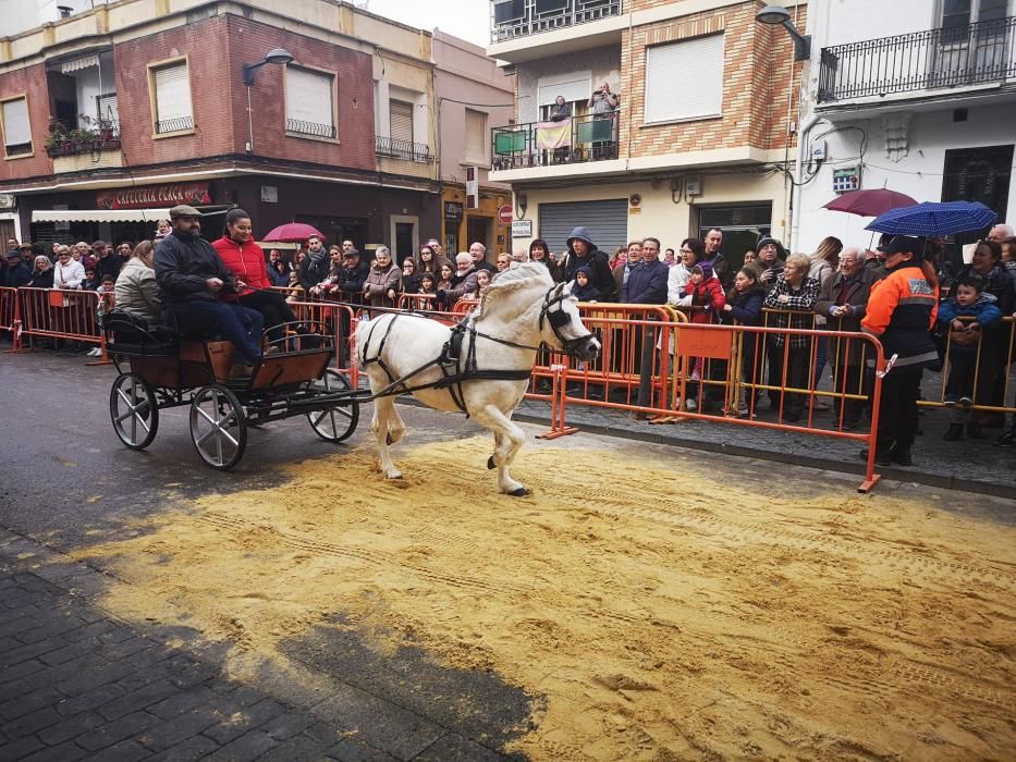 Bendición de animales en Xirivella.